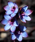 Azure Sun Orchid