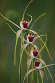 Reaching Spider Orchid