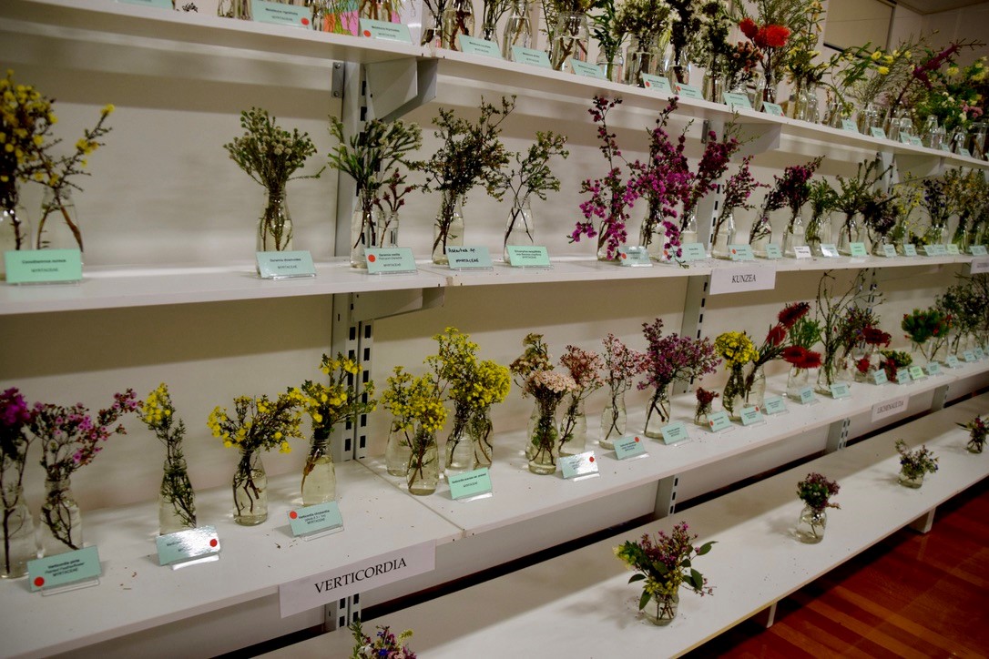 Ravensthorpe Wildflower Show Display