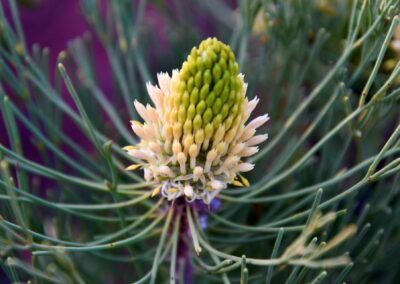 Petrophile fastigiate