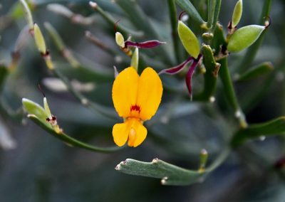 Jacksonia compressa